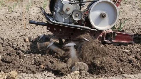 Plowing the soil with a motoblock 库存影片 76365521