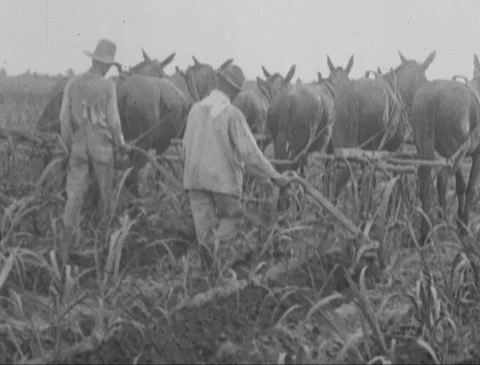 Plowing Sugarcane Fields Video stock 149634618