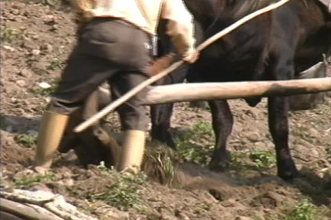 Plowing Venezuela Stock Footage 466254
