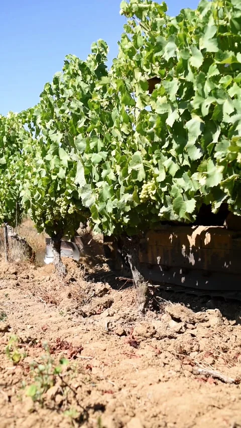 Plowing the vineyard with the tractor. Agriculture. Stock Footage 201930481