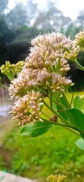 Pluchea indica Stock-Fotos