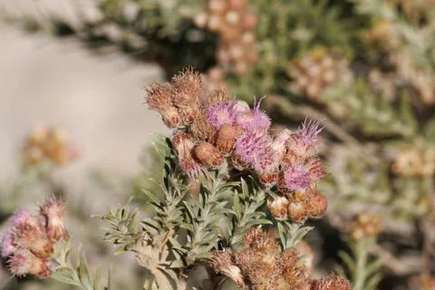 PLUCHEA SERICEA BLOOM Stock Photos