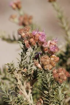 PLUCHEA SERICEA BLOOM Stock Photos