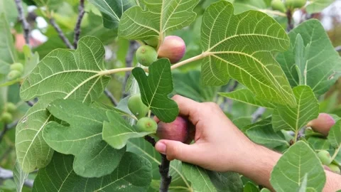 Pluck a fig fruit Stock Footage 182066518