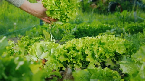 Pluck fresh lettuce leaves on the bed. Healthy eating concept Stock Footage 146326650