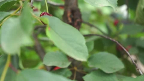 Pluck ripe cherry on a tree, natural background Stock Footage 133353223