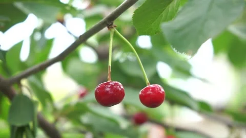 Pluck ripe cherry on a tree, natural background Stock Footage 133353227