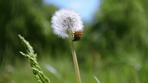 Plucked Dandelion Stock Footage 39455162
