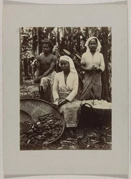 Pluckers from Kapok on a plantation on Java. Plukkers van Kapok on a plant... Stock Photos