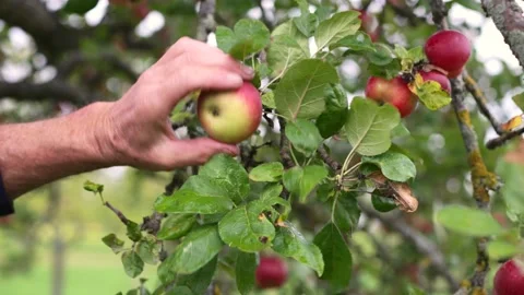 Plucking an Apple Stock Footage 214432728