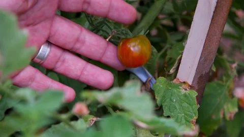 Plucking cherry tomato Stock Footage 181230227