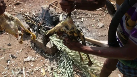 Plucking-chicken-feathers Stock Footage 109326028