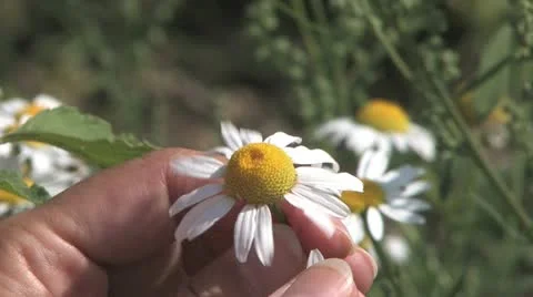 Plucking Daisy Petals Stock Footage 12351594