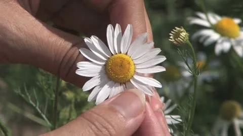 Plucking daisy petals Stock Footage 12351691