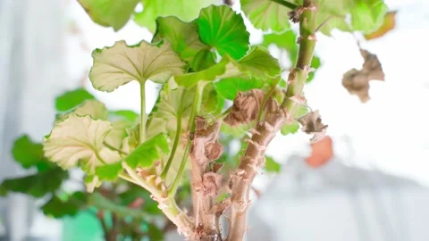 Plucking dried leaves from room geranium close-up Stock Footage 201611299