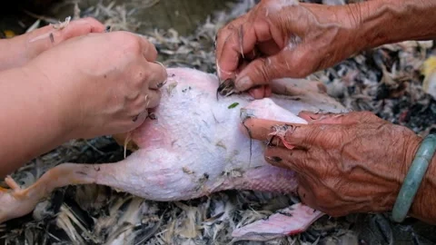 Plucking the feathers from the duck Stock Footage 252730787