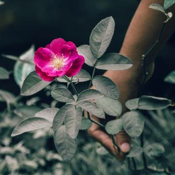Plucking red rose from its stem using bare hands by young women close up. Stock Photos