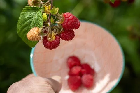 Plucking Ripe Raspberries Over a Patterned Bowl Stock Photos