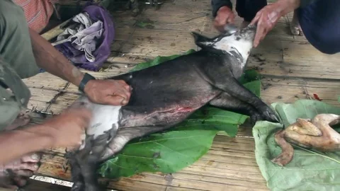 Plucking wild boar Stock Footage 79257370