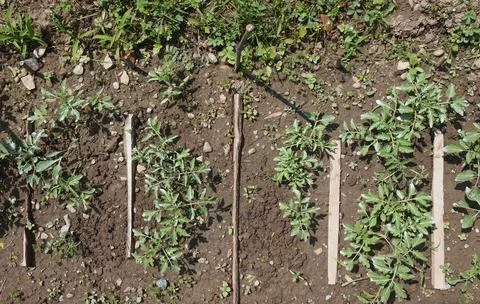 Plug tomato plant Stock Photos