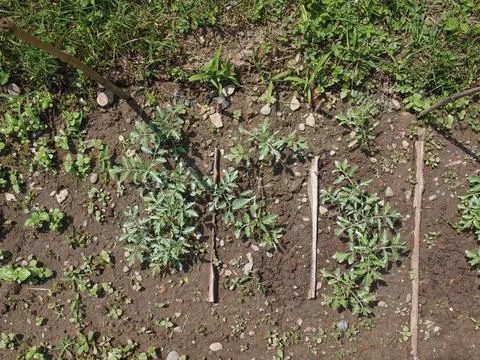 Plug tomato plant Stock Photos