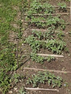 Plug tomato plant Foto stock