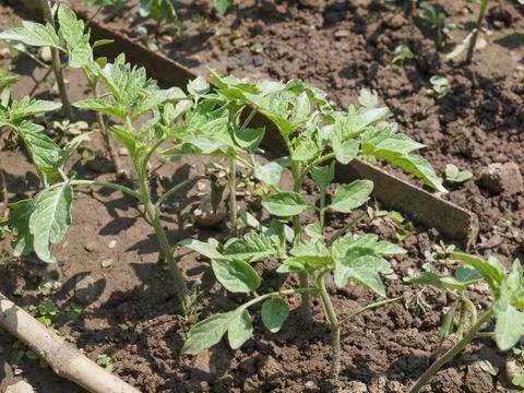 Plug tomato plant Foto stock