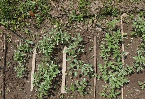 Plug tomato plant Stock Photos