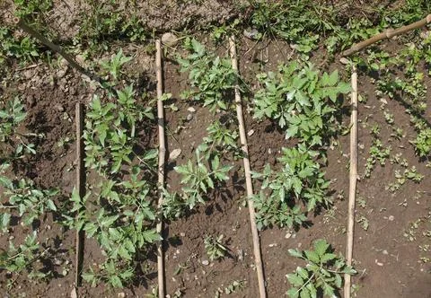Plug tomato plant Stock Photos