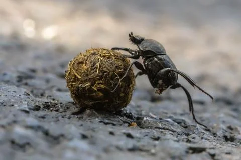Plugging dung beetle solving problems Stock Photos