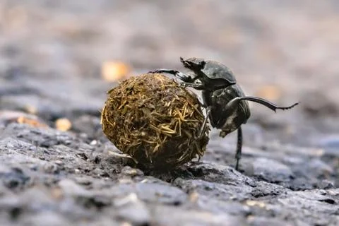 Plugging dung beetle solving problems 写真素材