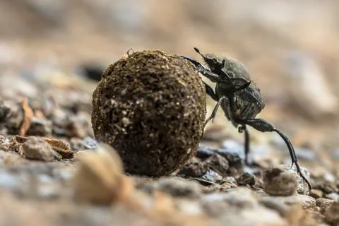 Plugging dung beetle solving problems Stock Photos