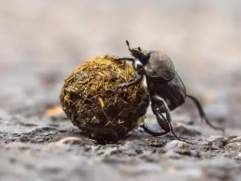 Plugging dung beetle solving problems 写真素材