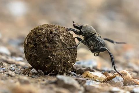 Plugging dung beetle solving problems Stock Photos