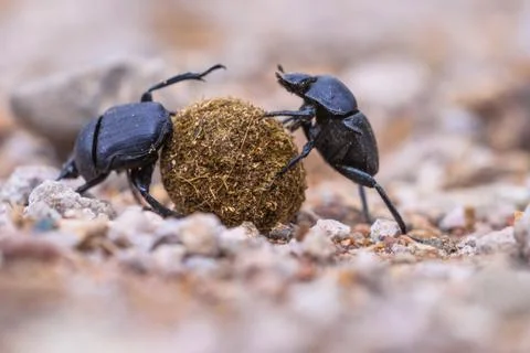 Plugging dung beetles solving problems Stock Photos