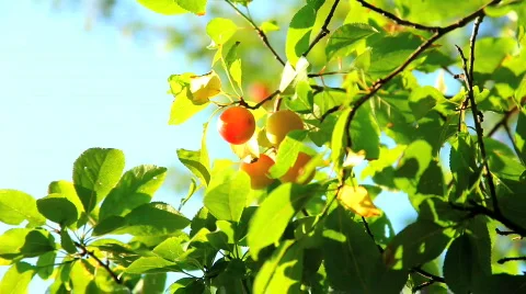 Plum and plum tree Stockbeeldmateriaal 474208