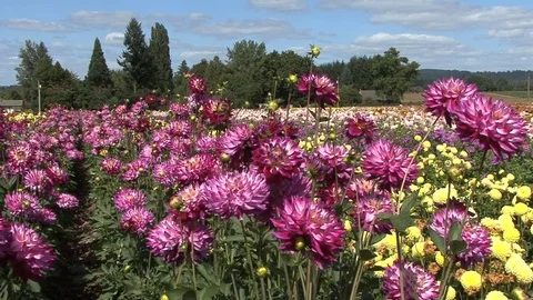 Plum and yellow asters Stock Footage 74093870