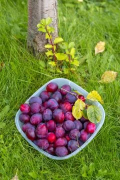 Plum background close-up Stock Photos