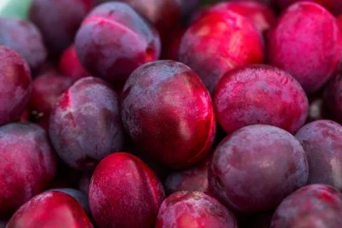 Plum background close-up Stock Photos