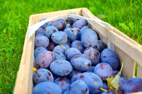 The Plum basket Stock Photos