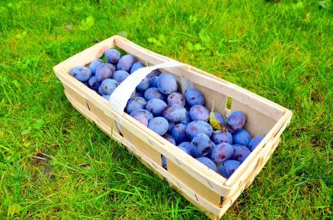 The Plum basket Stock Photos
