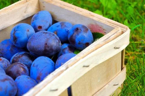 The Plum basket Stock Photos