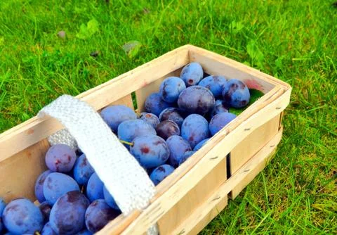 The Plum basket Stock Photos
