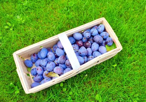 The Plum basket Stock Photos