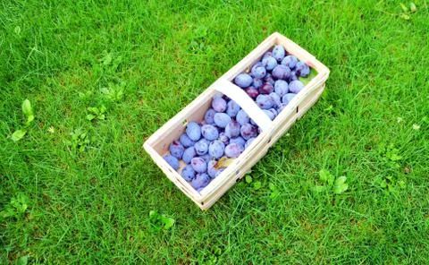 The Plum basket Stock Photos