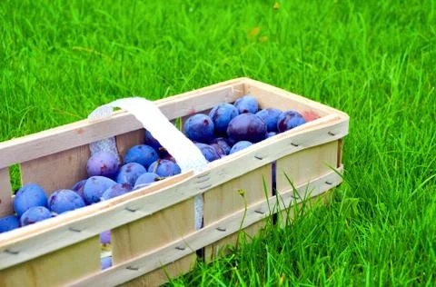The Plum basket Stock Photos