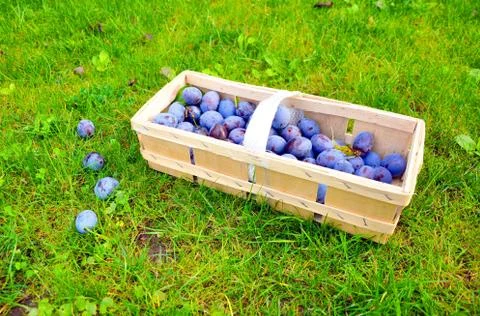The Plum basket Stock Photos