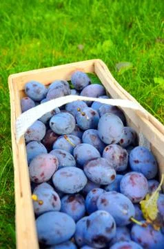 The Plum basket Stock Photos