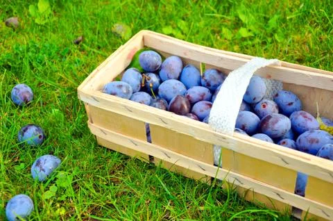 The Plum basket Stock Photos