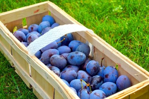 The Plum basket Stock Photos